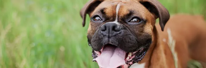 Veterinary Dental Clinic of North Carolina 2