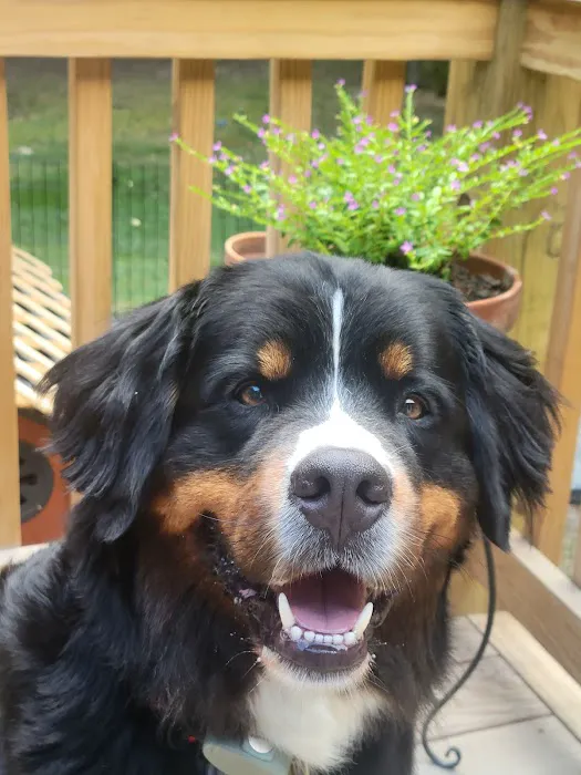 Veterinary Dental Clinic of North Carolina 8