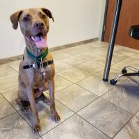 Willow Oak Veterinary Hospital - Mark Cagle DVM ico