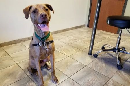 Willow Oak Veterinary Hospital - Mark Cagle DVM