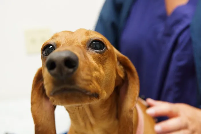 Alexander At The Park Veterinary Hospital 6