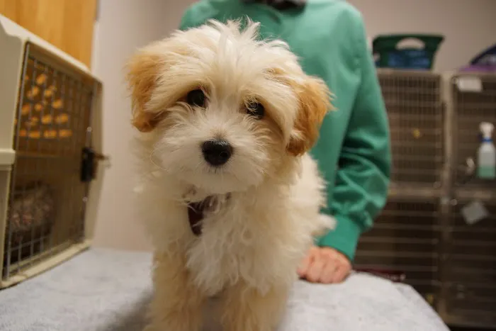 Alexander At The Park Veterinary Hospital 4