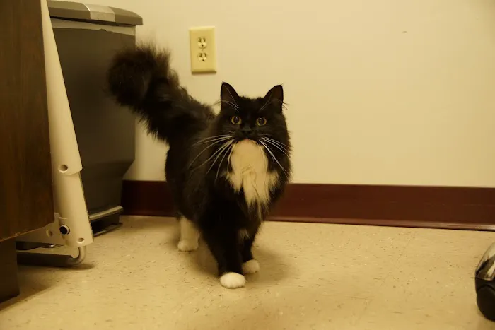 Alexander At The Park Veterinary Hospital 2