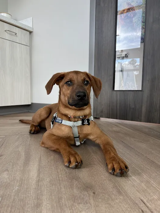 Ellis Crossing Animal Hospital 6