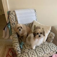 Kildaire Animal Medical Center ico