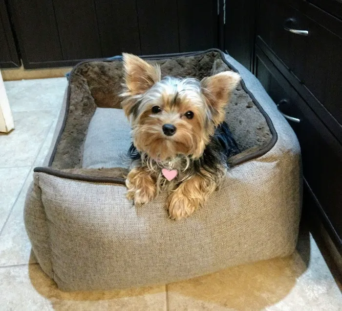 Kildaire Animal Medical Center 10