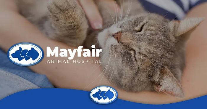 Mayfair Animal Hospital 1