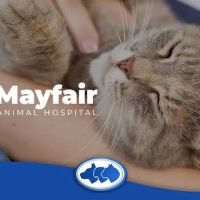 Mayfair Animal Hospital ico