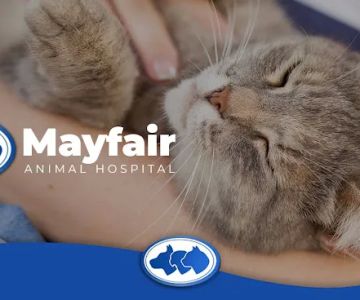 Mayfair Animal Hospital