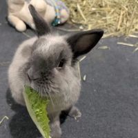 Veterinary Emergency Group ico