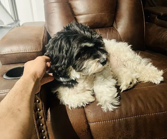 Maynard Animal Hospital- Cary 8