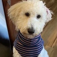Maynard Animal Hospital- Cary ico