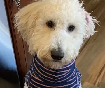 Maynard Animal Hospital- Cary