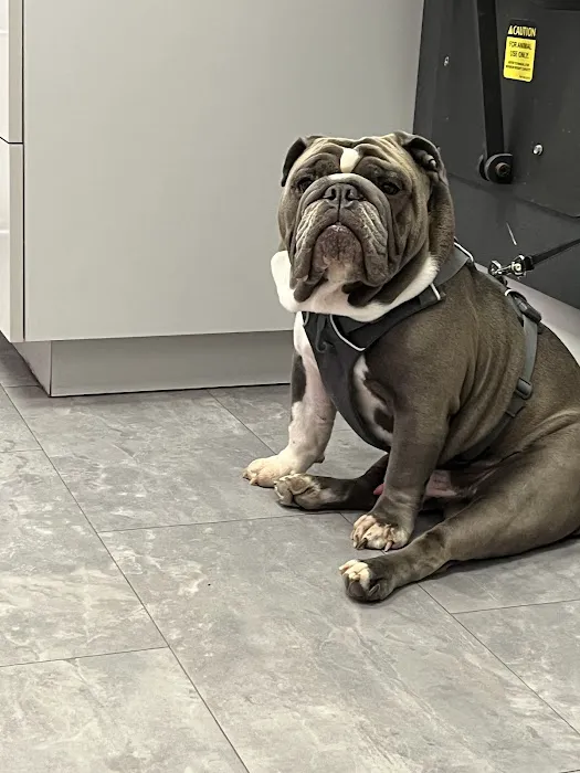 Maynard Animal Hospital- Cary 4