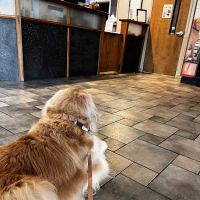 Preston Animal Hospital ico