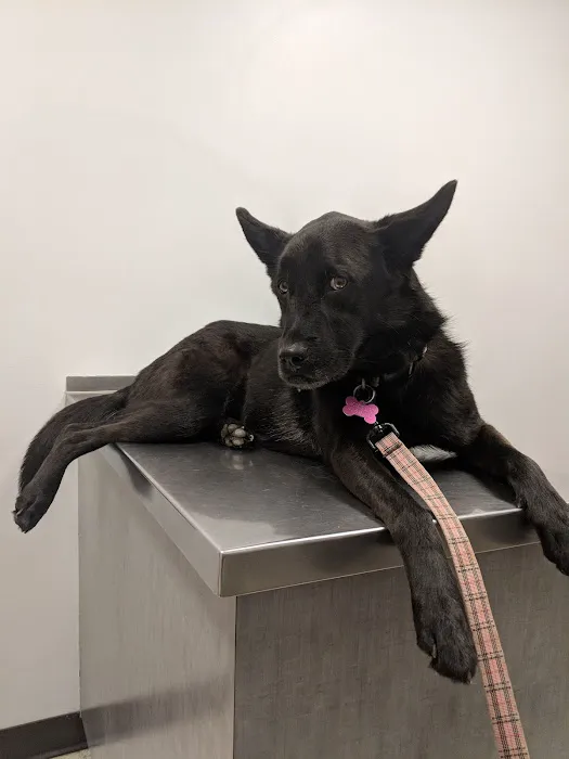 Swift Creek Animal Hospital 6