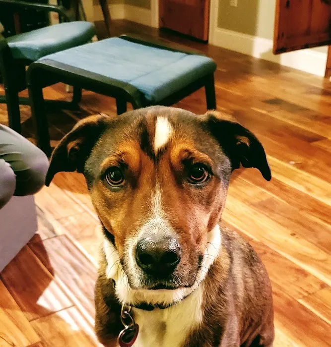 Swift Creek Animal Hospital 8