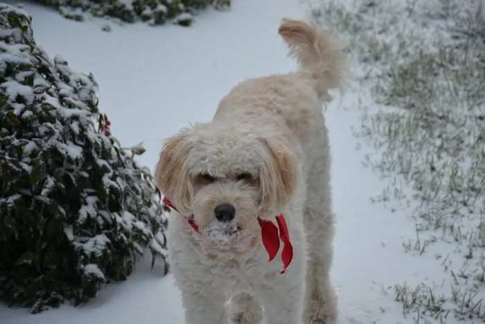 Swift Creek Animal Hospital 3
