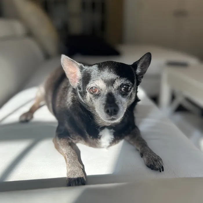 Swift Creek Animal Hospital 5