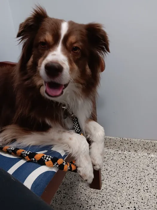 Swift Creek Animal Hospital 4