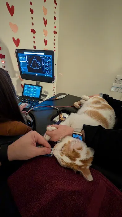 BluePearl Specialty Pet Hospital 2