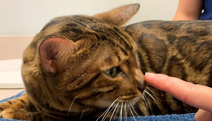 Noah's Ark Veterinary Hospital 4
