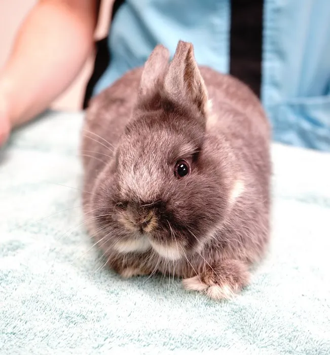 Noah's Ark Veterinary Hospital 6