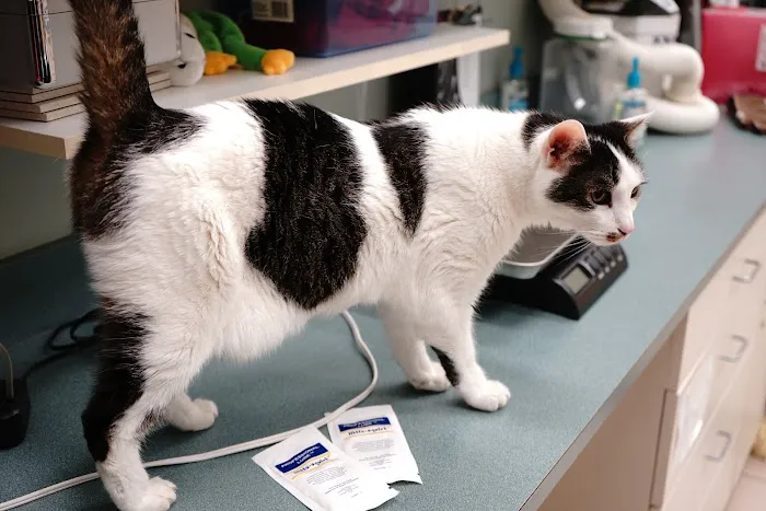 Noah's Ark Veterinary Hospital 10