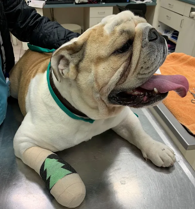 Noah's Ark Veterinary Hospital 9