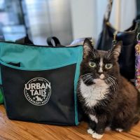Urban Tails Veterinary Hospital ico