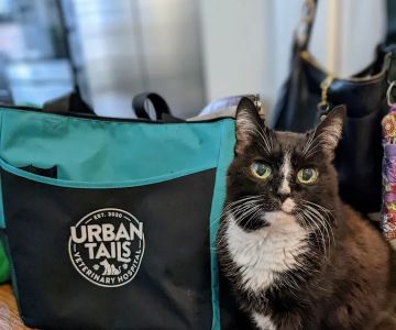 Urban Tails Veterinary Hospital