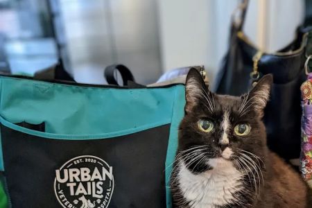 Urban Tails Veterinary Hospital