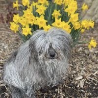 CVCA Cardiac Care for Pets ico