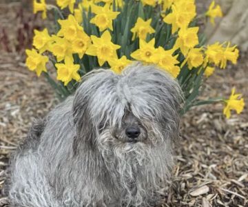 CVCA Cardiac Care for Pets