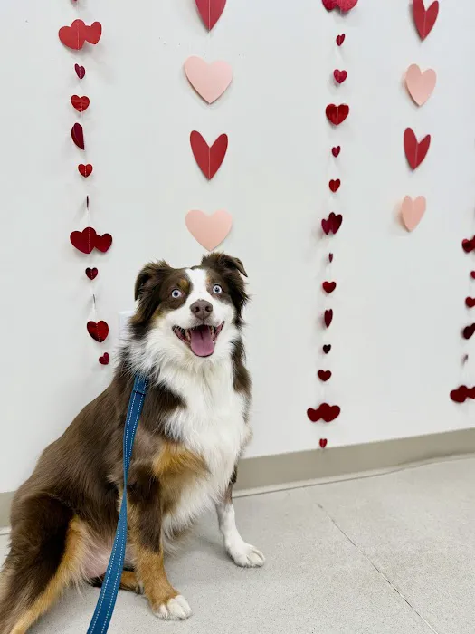 CVCA Cardiac Care for Pets 6