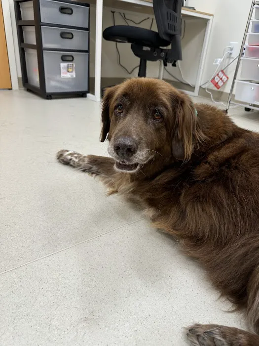 CVCA Cardiac Care for Pets 7
