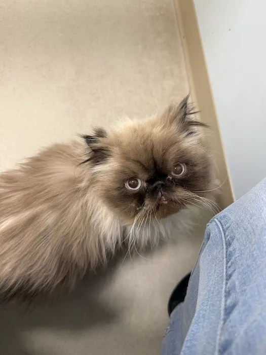 CVCA Cardiac Care for Pets 9