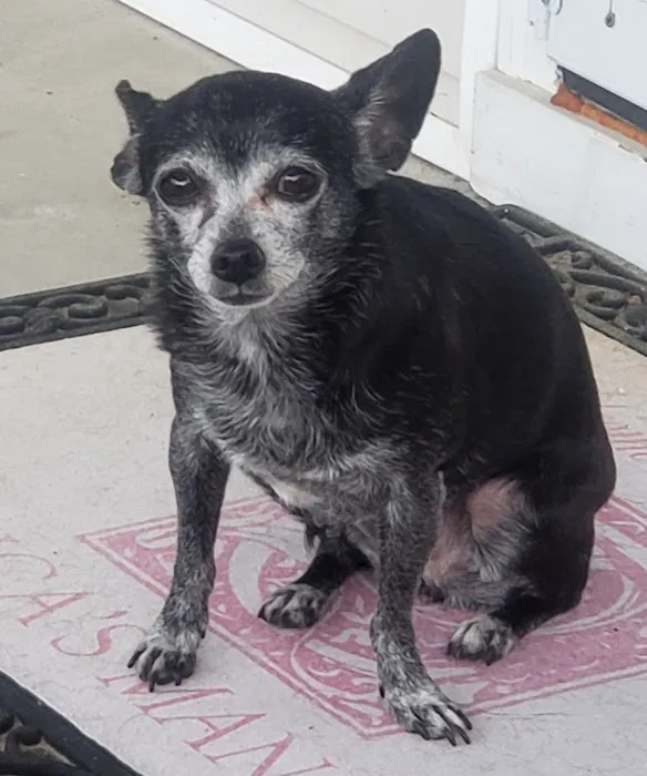 CVCA Cardiac Care for Pets 5