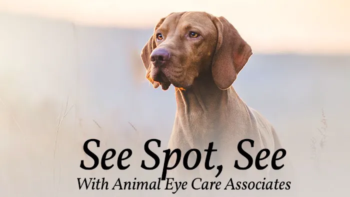 Animal Eye Care 7