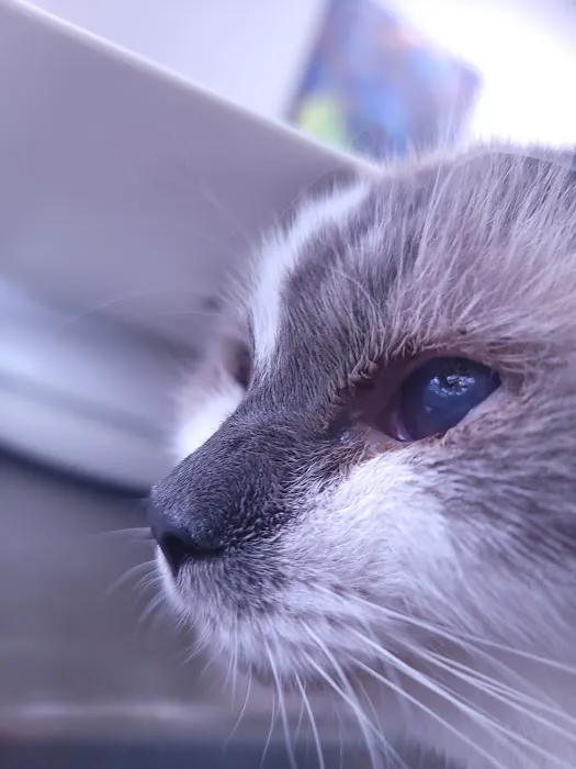 Animal Eye Care 1