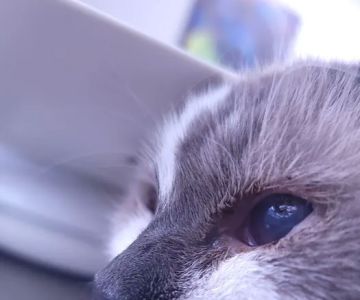 Animal Eye Care