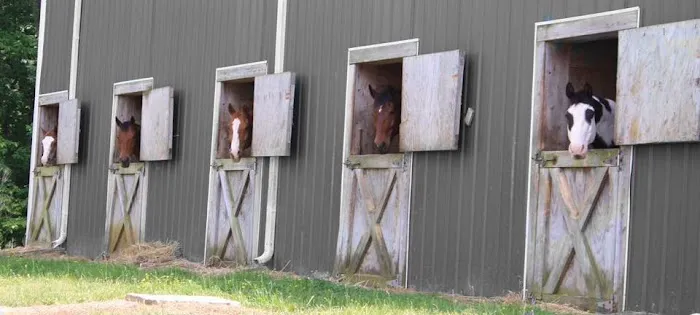 Triangle Equine Veterinary Services 2