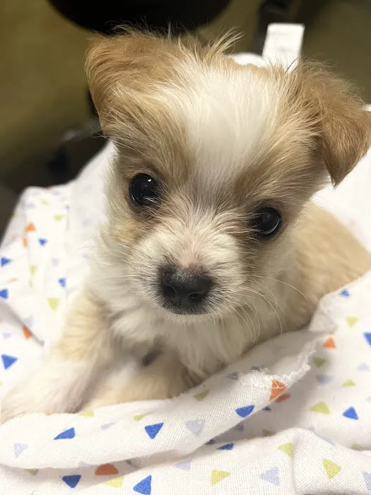 Cape Fear Animal Hospital 12