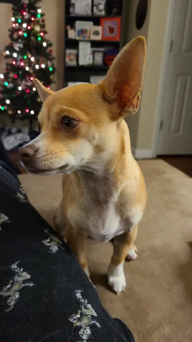 Cape Fear Animal Hospital: Wheeler Renee DVM 12