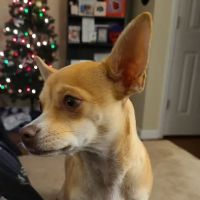 Cape Fear Animal Hospital: Wheeler Renee DVM ico