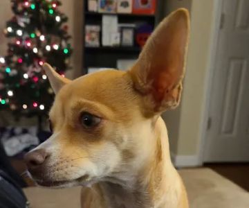 Cape Fear Animal Hospital: Wheeler Renee DVM
