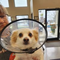 Animal Hospital of Fayetteville ico