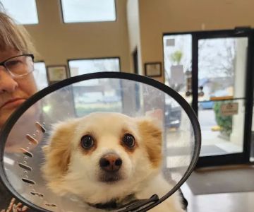 Animal Hospital of Fayetteville
