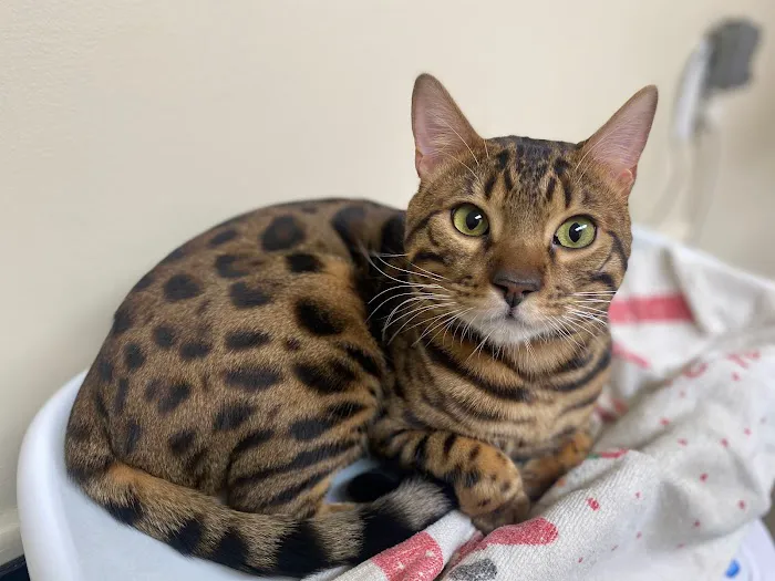 Spay/Neuter Veterinary Clinic of the Sandhills 12