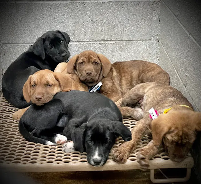 Spay/Neuter Veterinary Clinic of the Sandhills 12